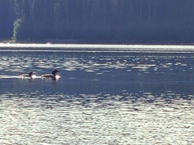 Two loons glide across the water