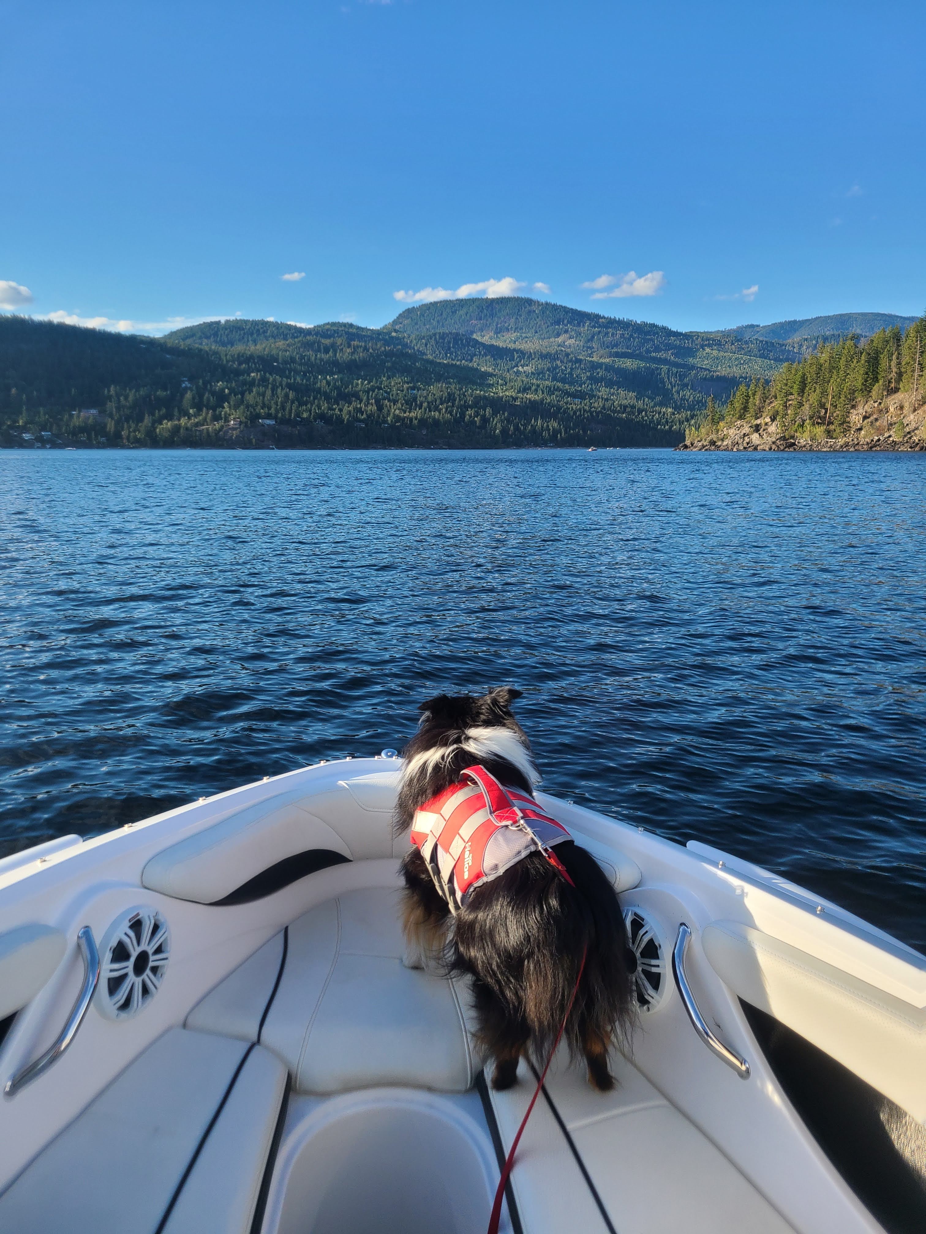 Dog wearing life vest stands in bow of speed boat looking out over the water