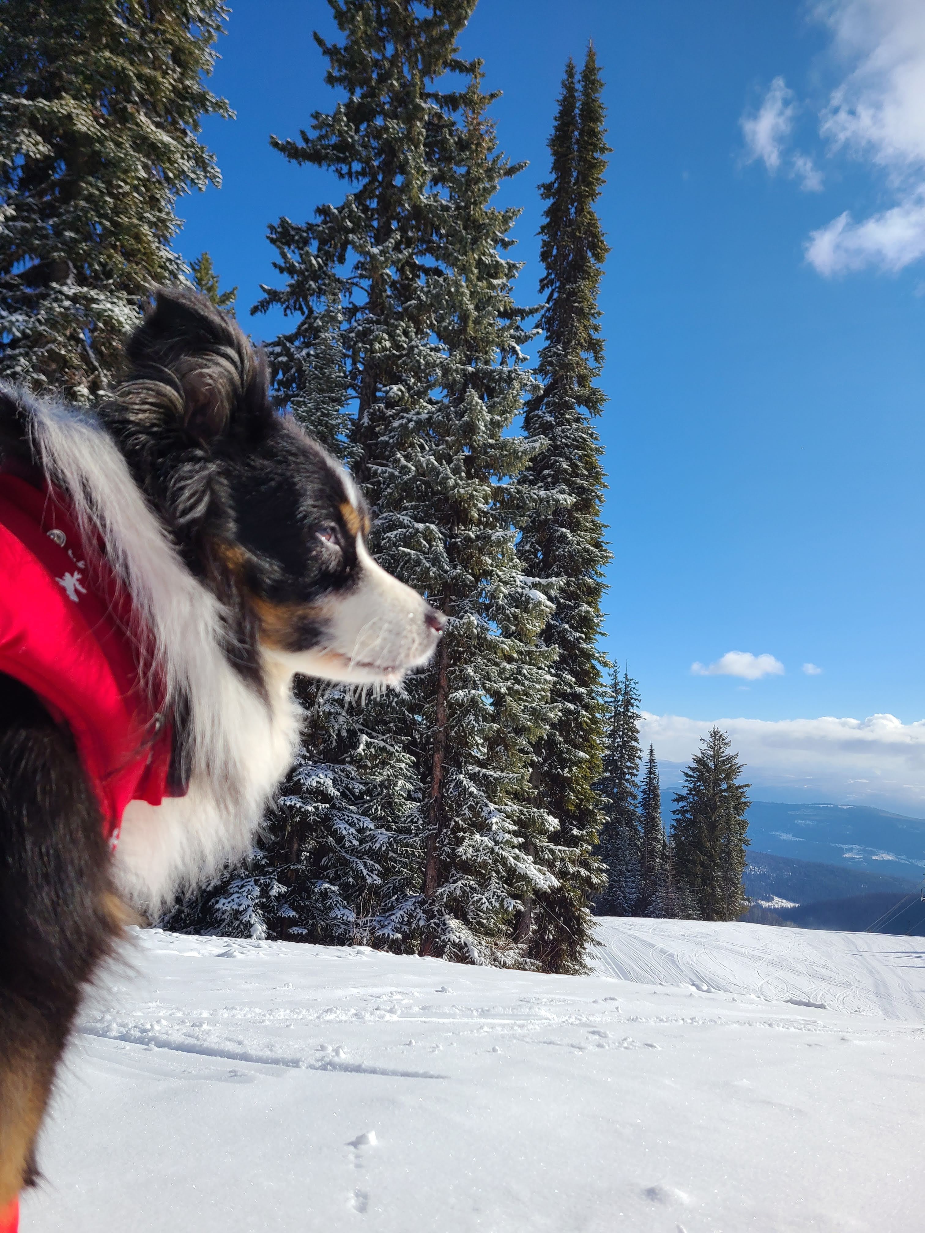 dog looks out over ski hill on sunny day