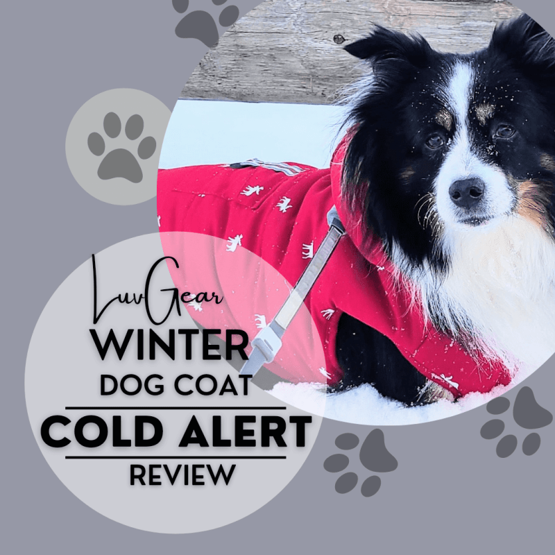Affordable Winter Dog Coat Review: LuvGear Cold&nbsp;Alert