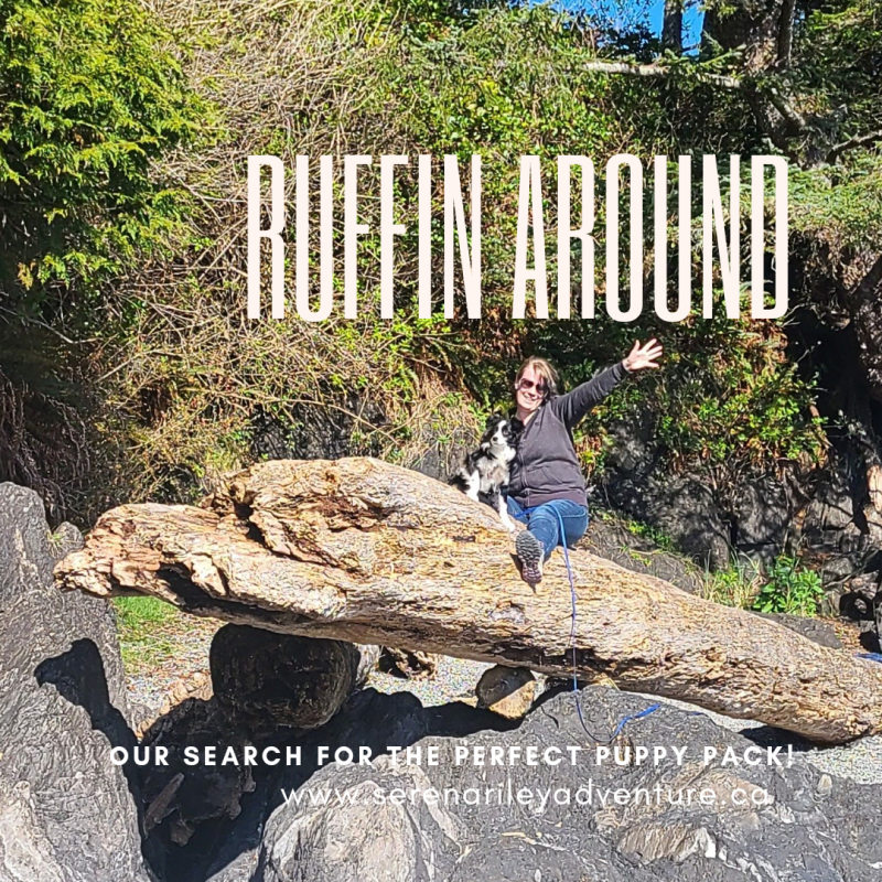 Ruffin around: The search for the perfect puppy&nbsp;pack