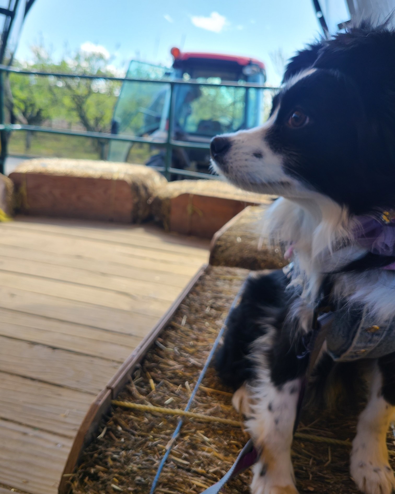 Skye sitting on a haybale on a trailer pulled by tractor.