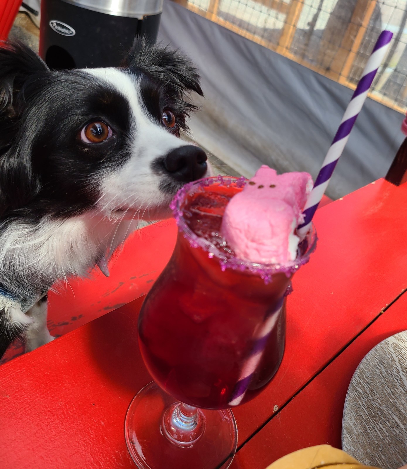 Skye looking at a berry cocktail at Taves Cidery with a Pink marshmellow peep on top
