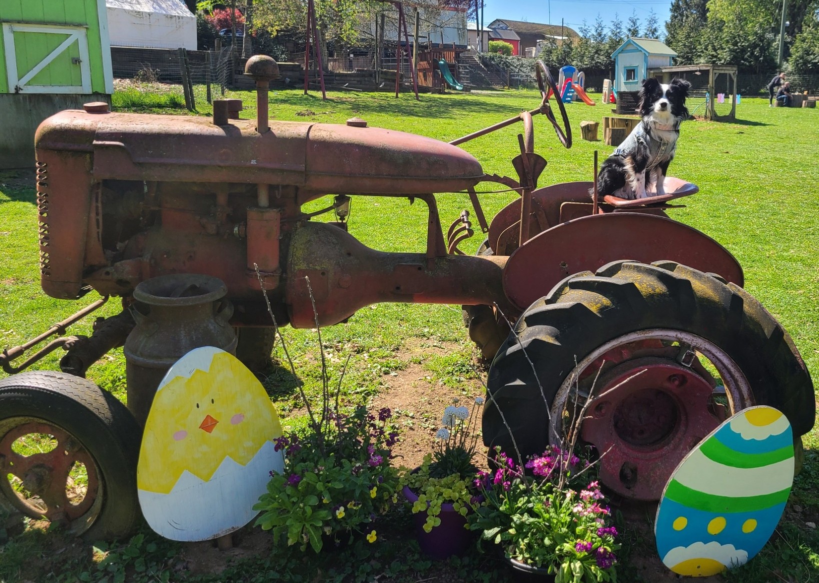 Skye sitting on an old tractor with two egg cutouts.
