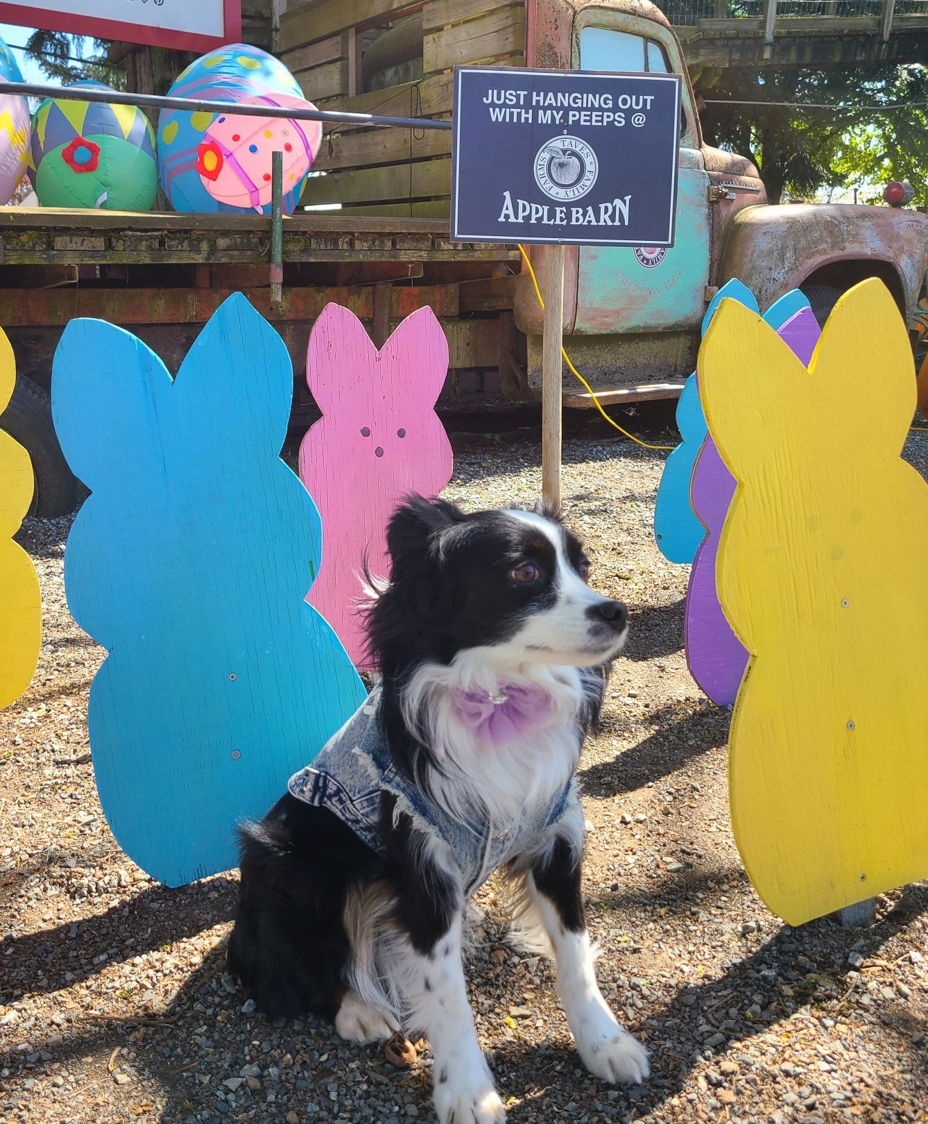 Skye sitting among several painted plywood bunnies.